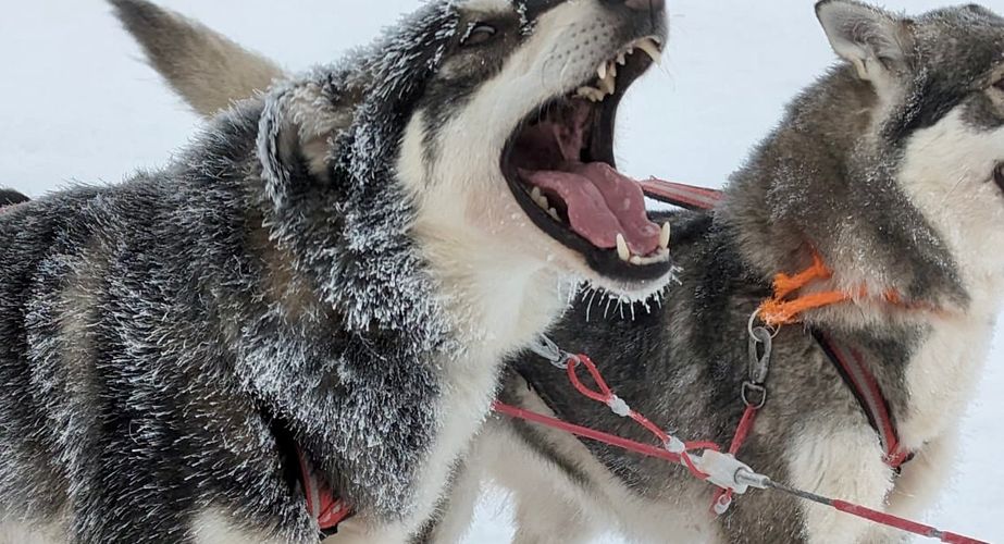 Zweden Nieuw 24 Zweden Nieuw 24